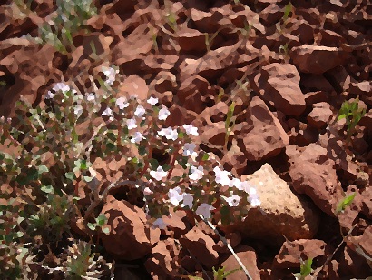 کهلیک اوتی